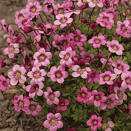 Камнеломка Арендса Marto Rose