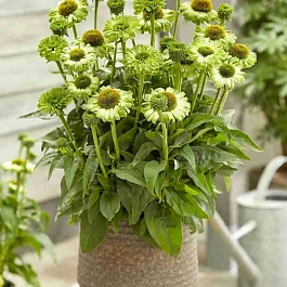 Эхинацея пурпурная Sunseekers Apple Green