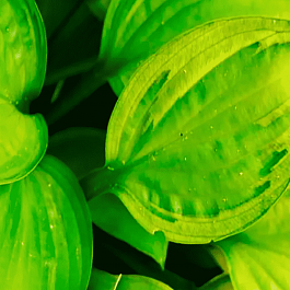 Хоста Capitan's Adventure