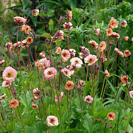 Гравилат чилийский Май Тай