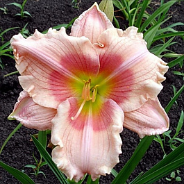 Лилейник гибридный Джанис Браун