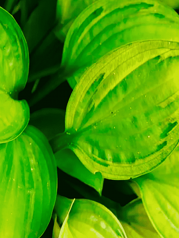 Хоста Capitan's Adventure