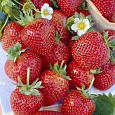 Земляника садовая Альбион