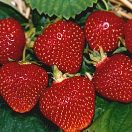 Земляника садовая Первый поцелуй