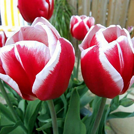 Тюльпан Триумф Дебютант