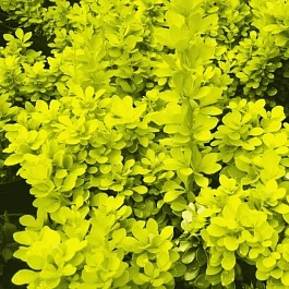 Барбарис Тунберга Golden Horizon