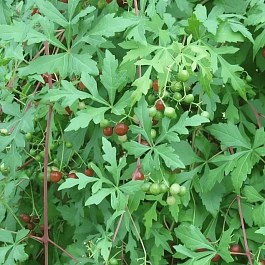 Виноградовник аконитолистный Seattle