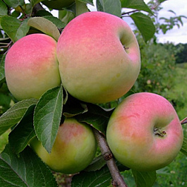 Яблоня Имрус Яблоня Имрус