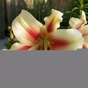 Лилия ОТ-гибрид Лавон