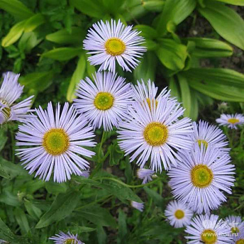 Мелколепестник гибридный Блау