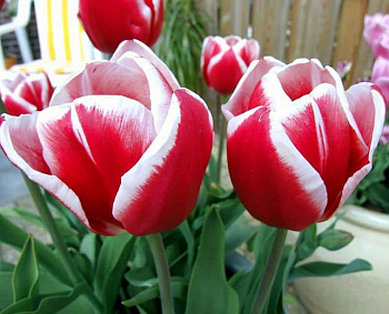 Тюльпан Триумф Дебютант