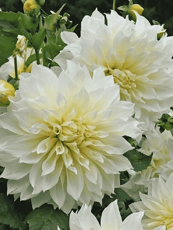 Георгина Fleurel