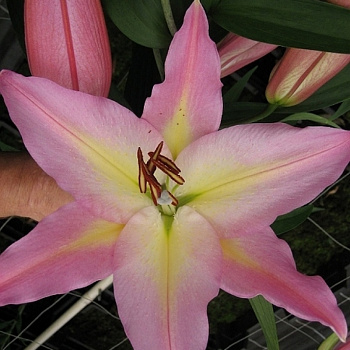 Лилия восточная Колор Эссенс Лилия восточная Колор Эссенс