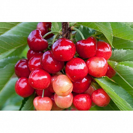 Черешня Поэзия