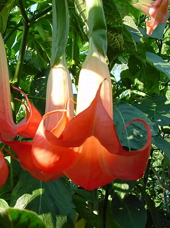 Бругмансия  rood