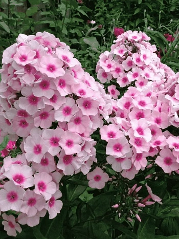 Флокс метельчатый Bright Eyes