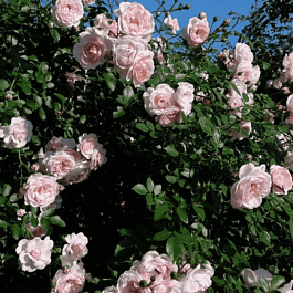 Роза Плетистая Sabrina