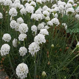 Армерия приморская White Select