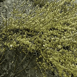 Ива ползучая Green Carpet