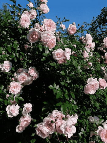 Роза Плетистая Sabrina