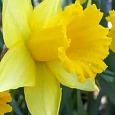 Нарцисс Golden Harvest