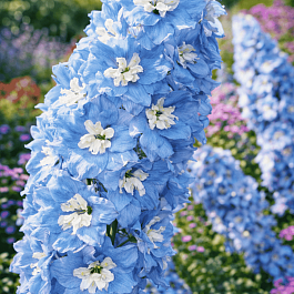 Дельфиниум  культурный Magic Fountains Sky Blue White