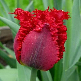 Тюльпан бахромчатый Валерий Гергиев