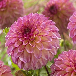 Георгина Декоративная Фокси Леди