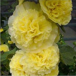 Мальва (Шток-роза) розовая Chater's Double Yellow
