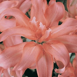 Лилия Aphrodite (Elody)