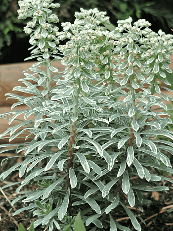 Молочай средиземноморский Silver Swan