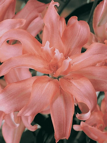 Лилия Aphrodite (Elody)