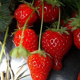 Земляника садовая Сизоже Земляника садовая Сизоже