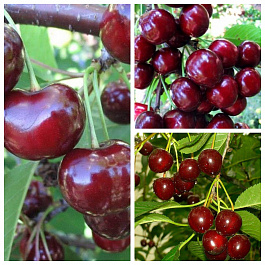 Дерево-сад (3-4х летка) вишня 3 сорта Прима-Жуковская-Харитоновская