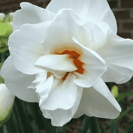 Нарцисс Acropolis