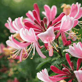 Жимолость вьющаяся FRAGRANT CLOUD