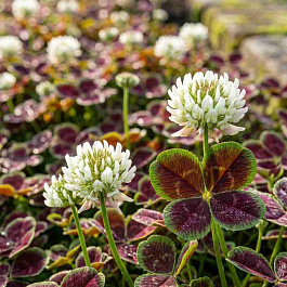 Клевер ползучий Pentaphyllum
