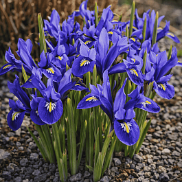 Ирис сетчатый Harmony