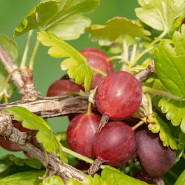 Крыжовник обыкновенный Краснославянский