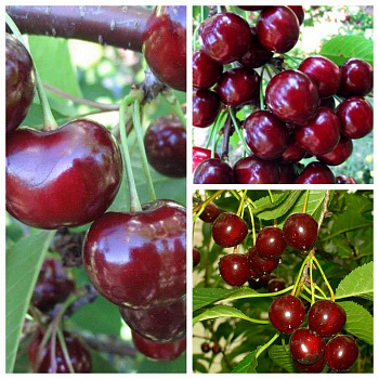 Дерево-сад (3-4х летка) вишня 3 сорта Прима-Жуковская-Харитоновская