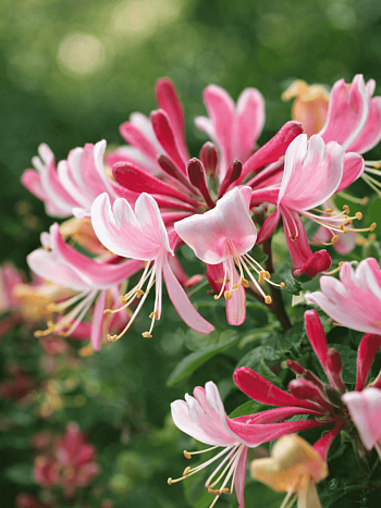 Жимолость вьющаяся FRAGRANT CLOUD