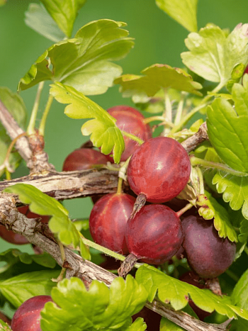 Крыжовник обыкновенный Краснославянский