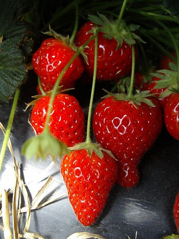 Земляника садовая Сизоже Земляника садовая Сизоже