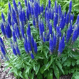 Вероника колосистая Nana Blauteppich