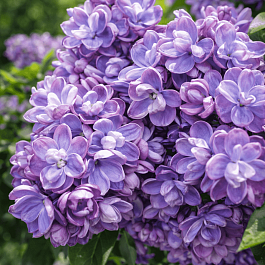 Сирень обыкновенная Ami Schott