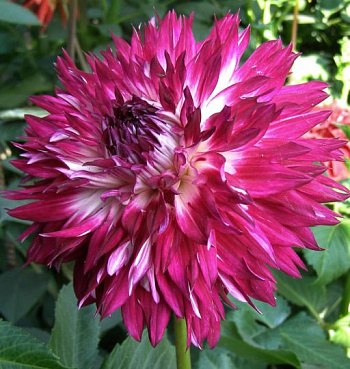 Георгина Декоративная Фантаст дю Кап