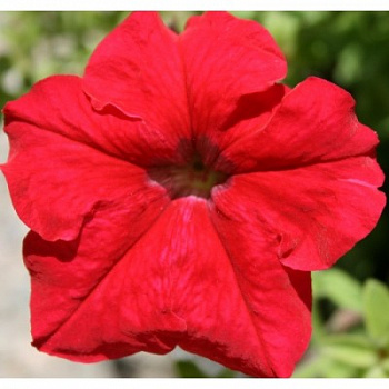 Петуния грандифлора Игл Ред
