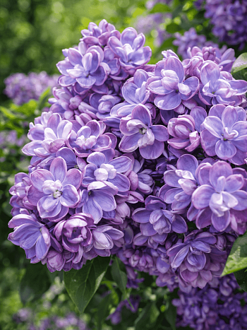 Сирень обыкновенная Ami Schott