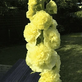 Мальва розовая Chater's Double Yellow