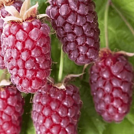 Ежемалина гибридная Loganberri